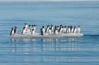 Norway, Svalbard. Thick-billed murre birds on ice floe. Art Print